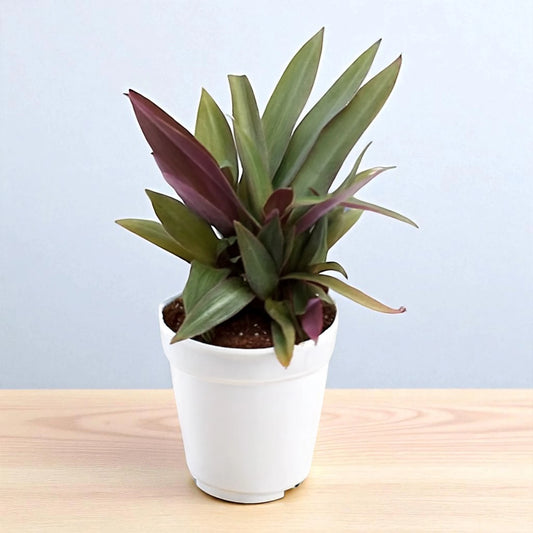 Tradescantia spathacea