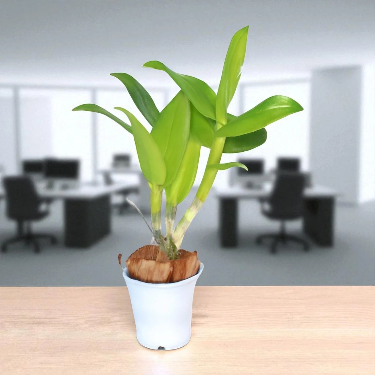 Dendrobium Orchid Plant