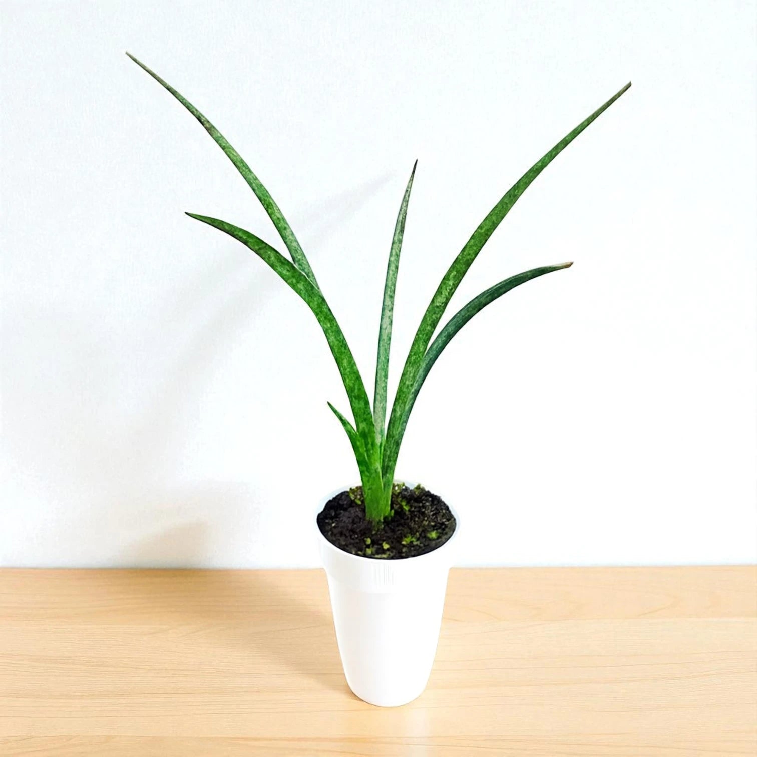 sansevieria mikado bacularis Buy Sansevieria Bacularis Mikado Sapling Online – Plant Orbit