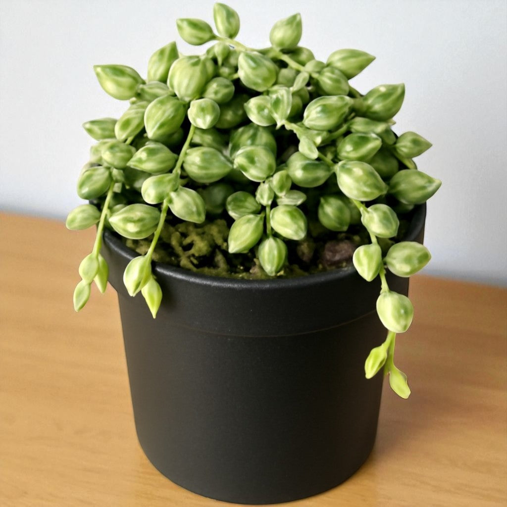 String Of Tears (Variegated)
