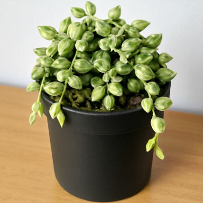 String Of Tears (Variegated)
