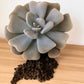Echeveria Cubic Frost