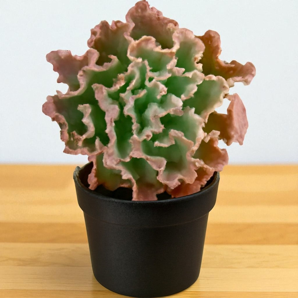 Echeveria Frill Curls (Bare Rooted)