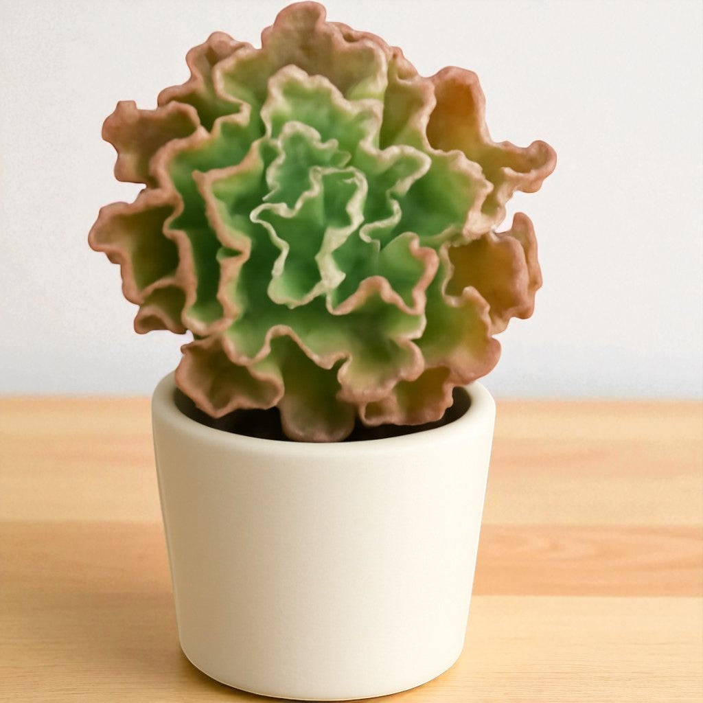 Echeveria Frill Curls (Bare Rooted)
