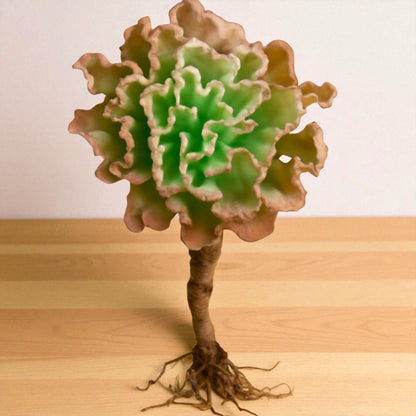 Echeveria Frill Curls (Bare Rooted)