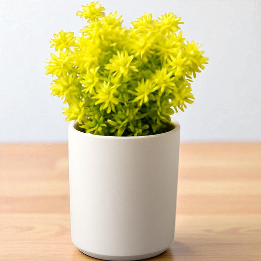 Sedum japonicum ‘Tokyo Sun’ (Bare Rooted)