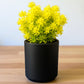 Sedum japonicum ‘Tokyo Sun’ (Bare Rooted)