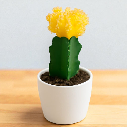 YELLOW MOON CACTUS (BARE ROOTED)