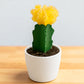 YELLOW MOON CACTUS (BARE ROOTED)