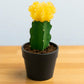 YELLOW MOON CACTUS (BARE ROOTED)