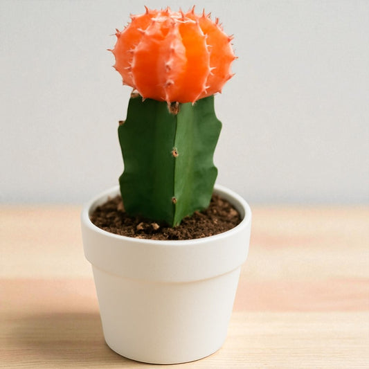 Orange Moon Cactus