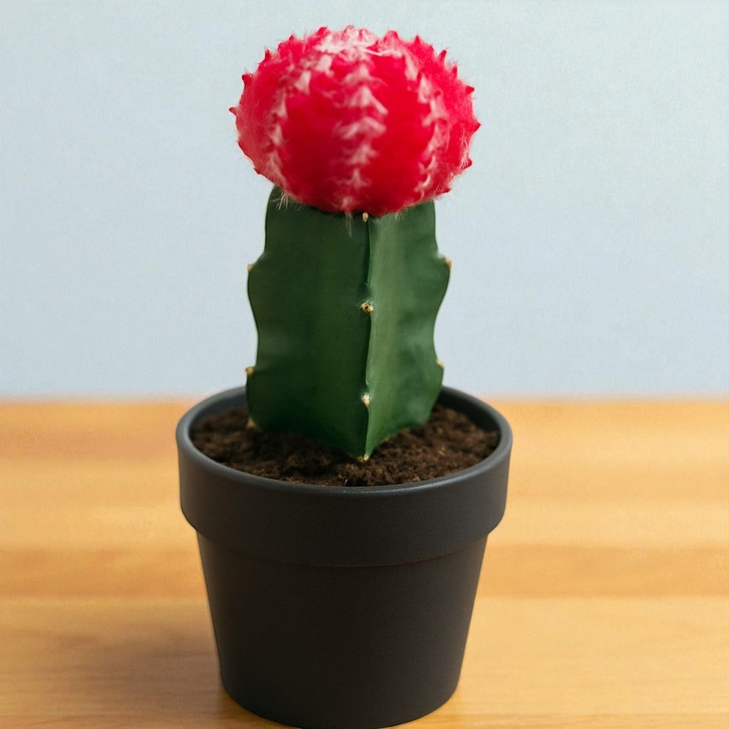 Red Moon Cactus