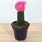 Pink Moon cactus