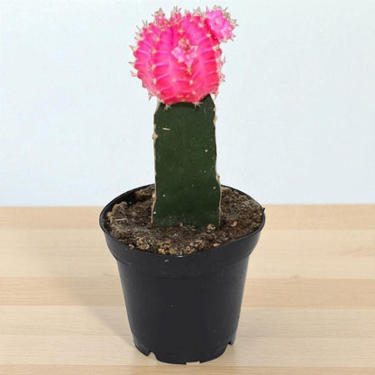 Pink Moon cactus