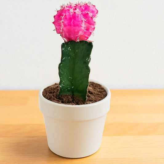 Pink Moon cactus