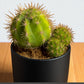 Cactus 5