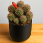 Cactus 2