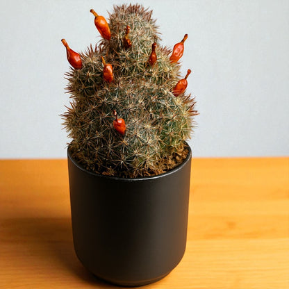 Cactus 1