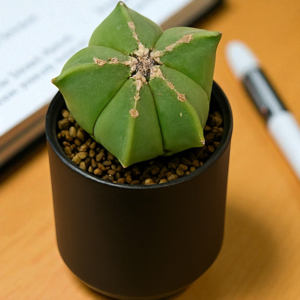 Astrophytum myrostigma cactii Plant