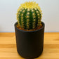Echinocactus Grusonii (Bare Rooted)