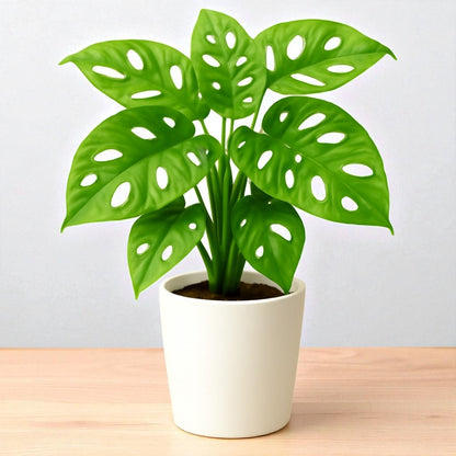 Monstera Adansonii Broken Heart Plant
