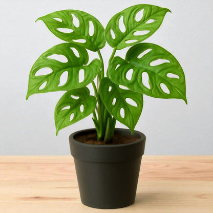 Monstera Adansonii Broken Heart Plant