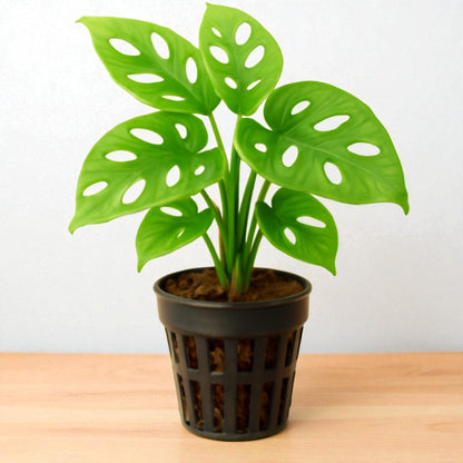 Monstera Adansonii Broken Heart Plant