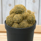 ROUND SPIKE CACTUS (BARE ROOTED)