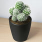 Mammillaria gracilis fragilis (Thimble Cactus)  (Bare Rooted)