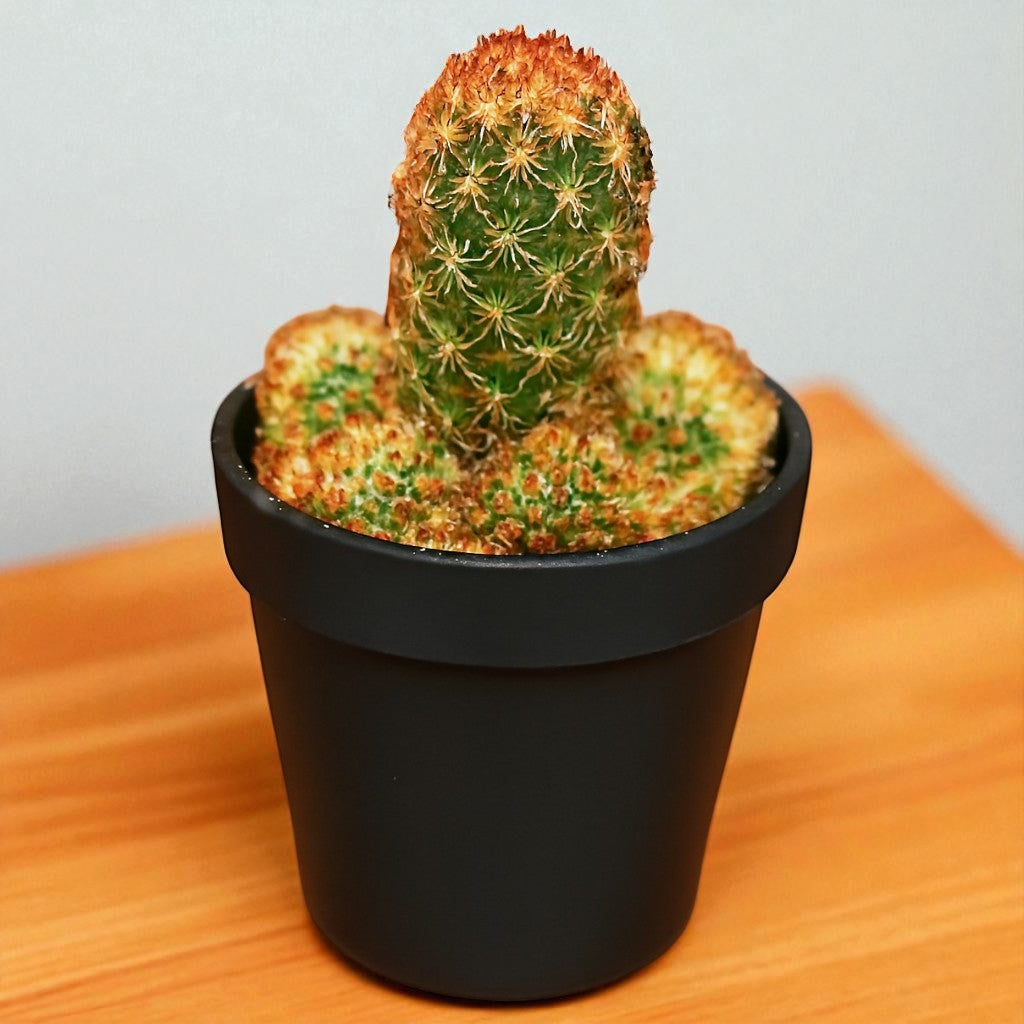 Mammillaria elongata "Ladyfinger Cactus"