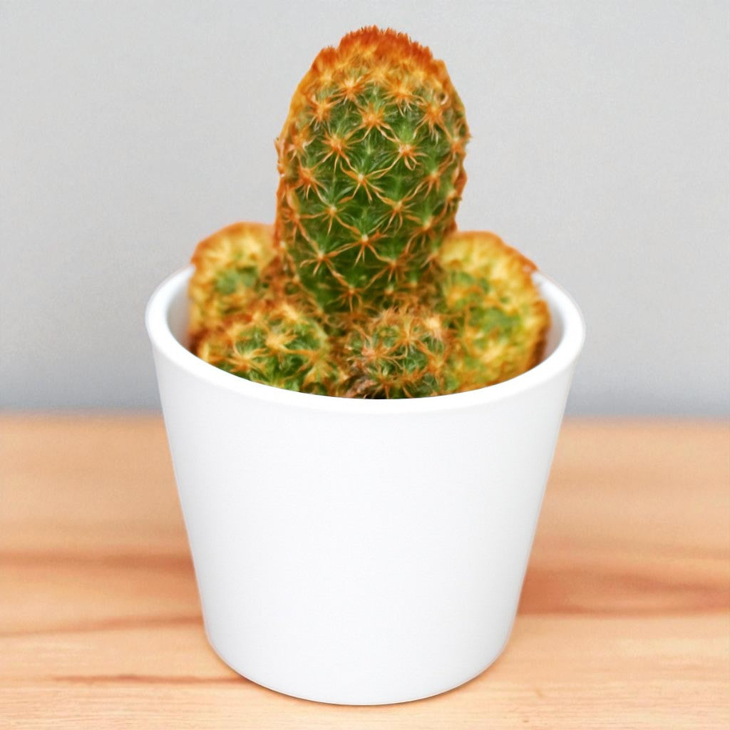 Mammillaria elongata "Ladyfinger Cactus"
