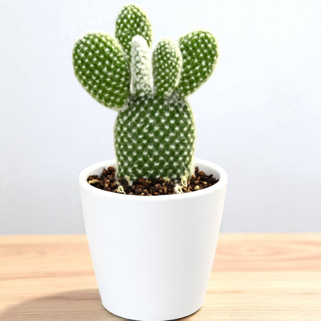 Opuntia microdasys var. albospina ‘White Bunny Ears'