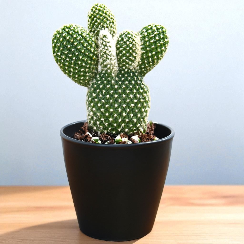 Opuntia microdasys var. albospina ‘White Bunny Ears'