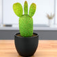 Opuntia Microdasys Rufida Flor ( Red Bunny Ear ) (Bare Rooted)