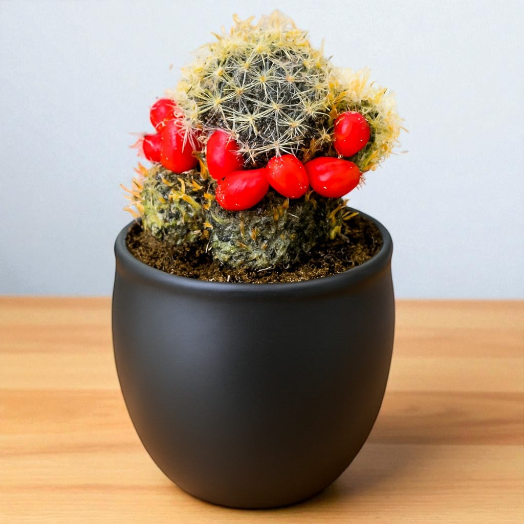 Mammillaria Prolifera (Bare Rooted)