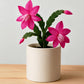 Christmas Cactus Pink (Bare Rooted)