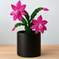 Christmas Cactus Pink (Bare Rooted)