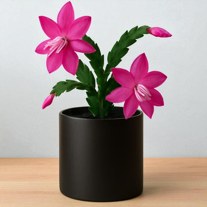 Christmas Cactus Pink (Bare Rooted)