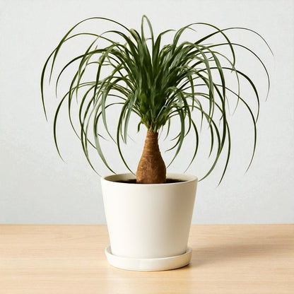 Ponytail Palm