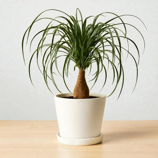 Ponytail Palm