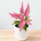 Syngonium Mickey Net pot