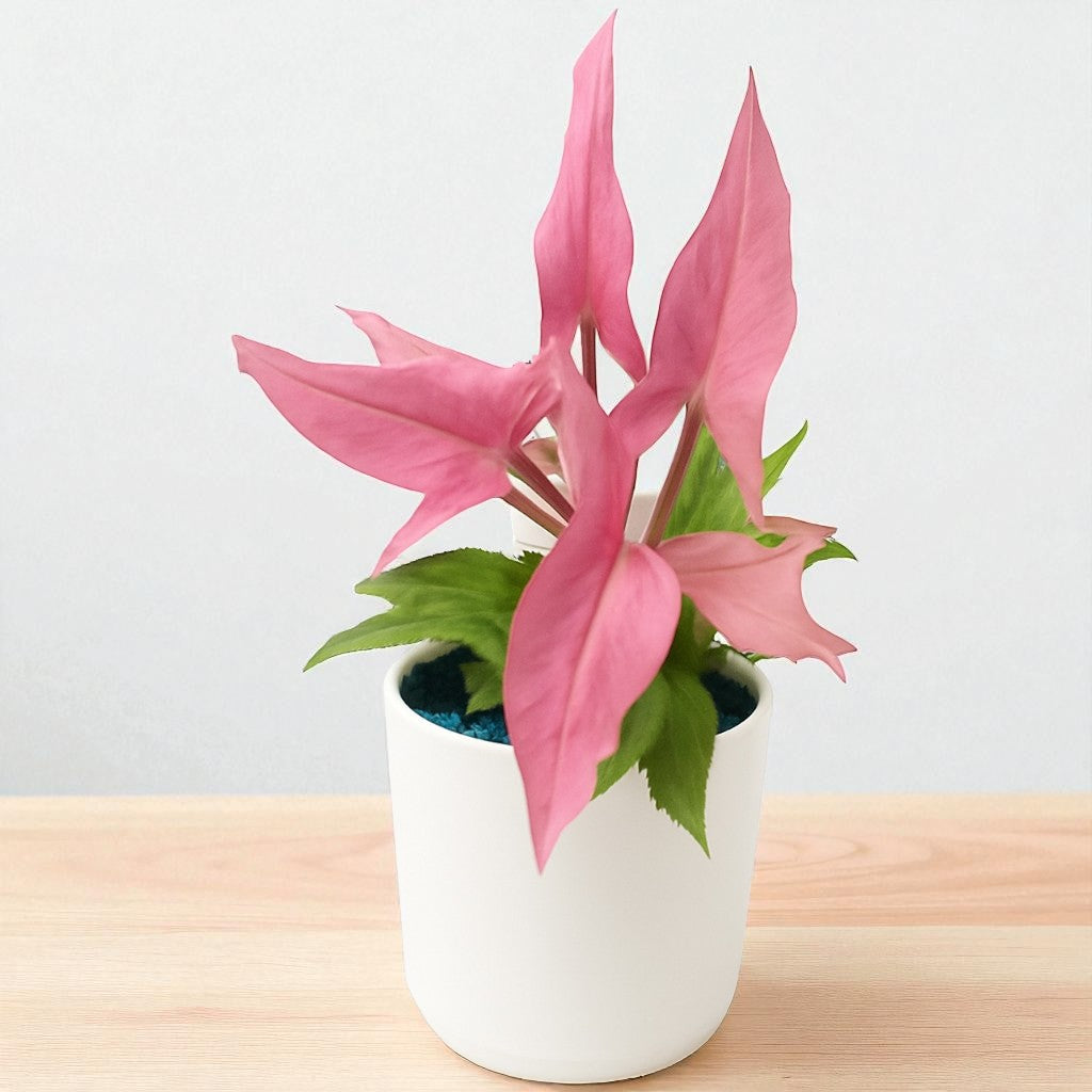 Syngonium Mickey Net pot