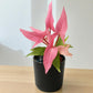 Syngonium Mickey Net pot