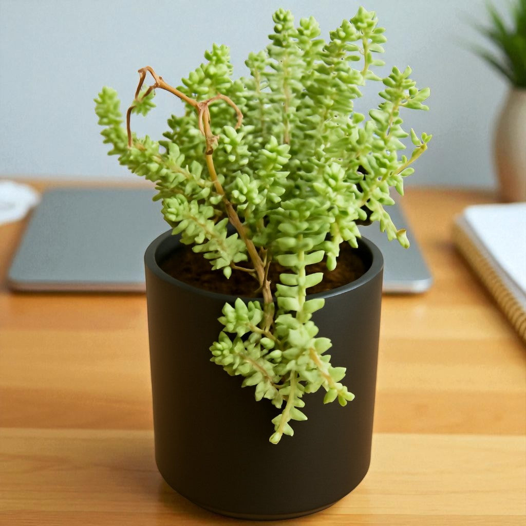 Sedum pallidum var. bithynicum (Bare Rooted)
