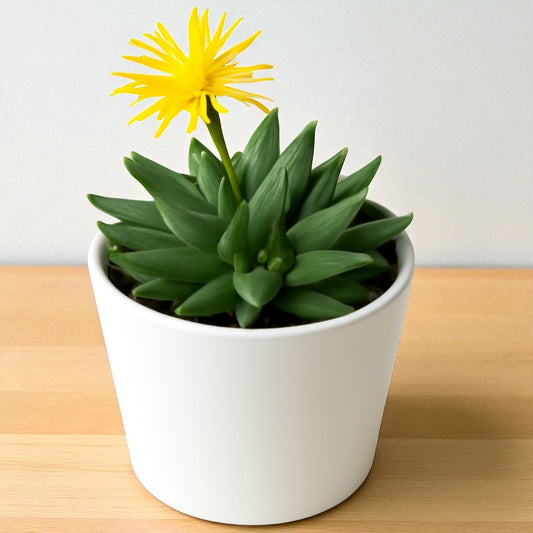 BERGARANTHUS  BIG (Bare Rooted)