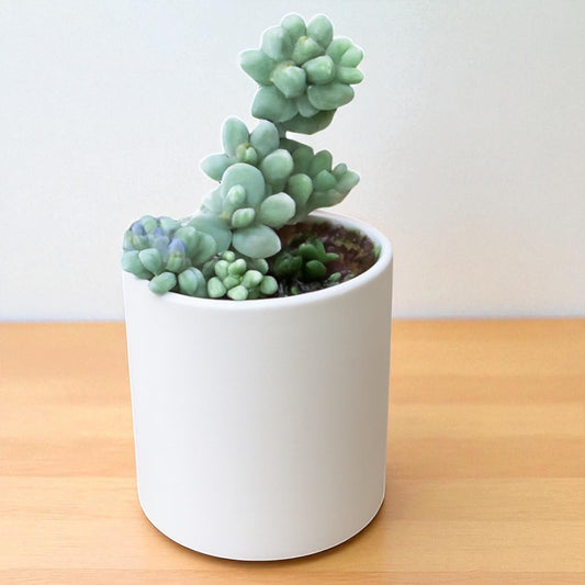 Sedum Cavier (Bare Rooted)