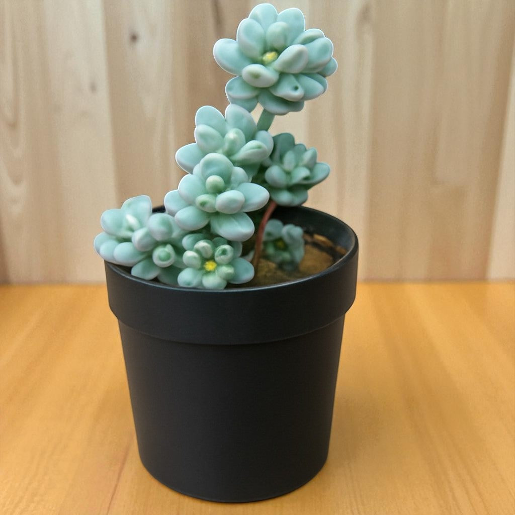 Sedum Cavier (Bare Rooted)