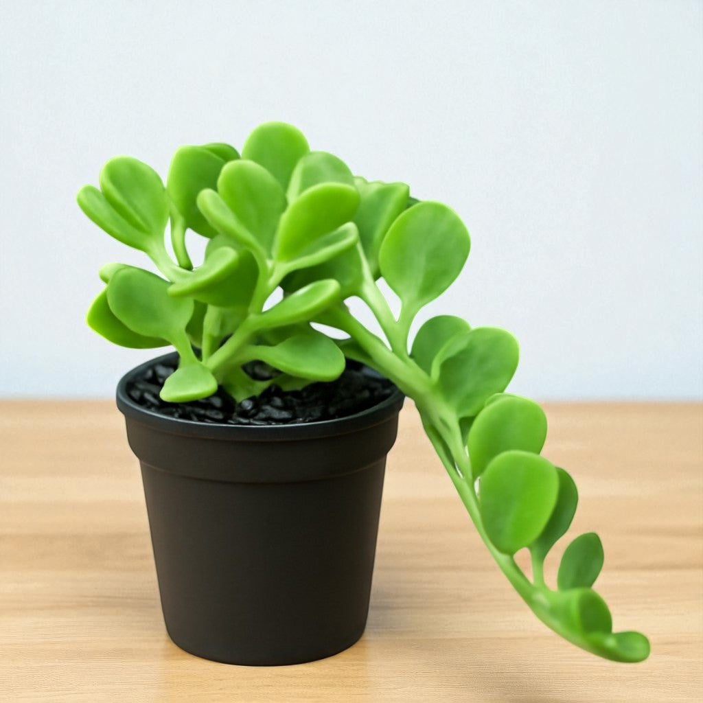 Senecio jacobsenii ( Hanging Crassulla)