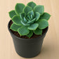 Echeveria Pansy