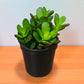 Mini Variegated Jade (BARE ROOTED )
